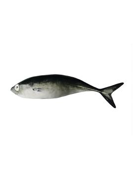 Jack Mackerel