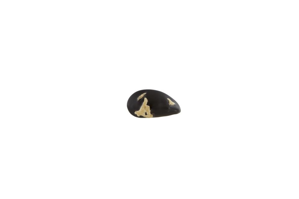 Mussel