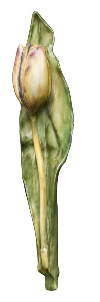 Anna's Tulip 3