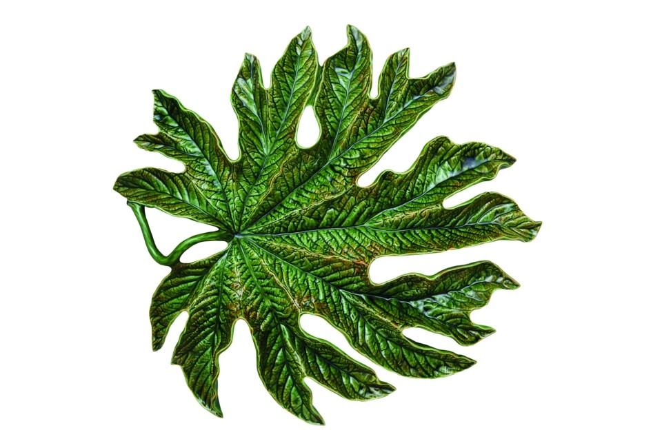 Chestnut leaf