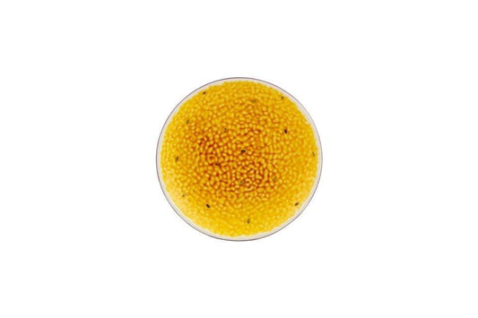Passion Fruit Dessert Plate, Set of 4