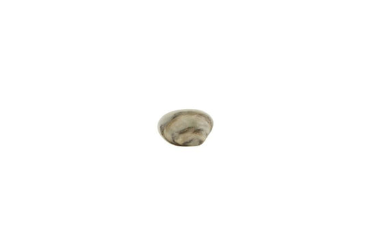 Clam