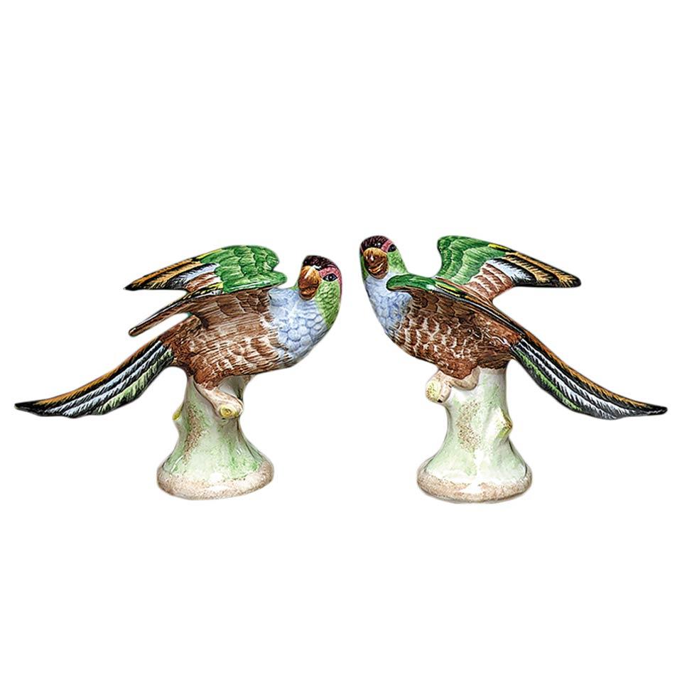 Parakeets, Pair